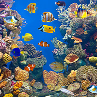 Quel est le meilleur Osmoseur pour Aquarium ? Conseils Zoomalia