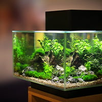 Pourquoi un Filtre externe pour Aquarium ? Conseils ZOOMALIA