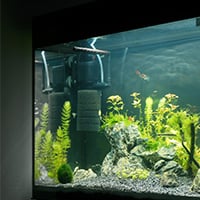 Est-il nécessaire de mettre une Pompe à Air dans un Aquarium ?