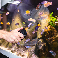 Comment faire un Grand Nettoyage d'Aquarium ?