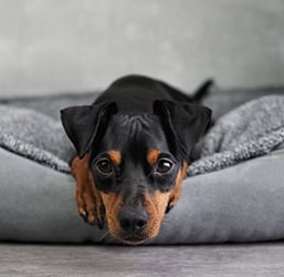 Quel Panier pour Chien facile à laver ? Conseils ZOOMALIA