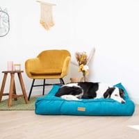 Quel est le meilleur Coussin pour Chien ? Conseils ZOOMALIA