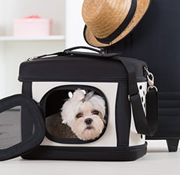 Comment transporter un Chien dans un sac ? Conseils Zoomalia