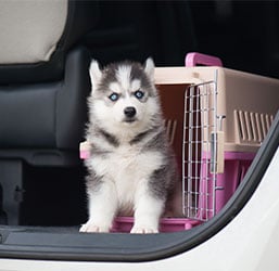 Quelle Cage de Transport pour Chien aux normes ? Zoomalia