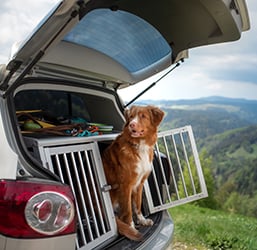 Quels moyens de Transport chez le Chien ? Conseils Zoomalia