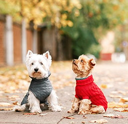 Pourquoi mettre un Vêtement pour Chien ? Conseils ZOOMALIA