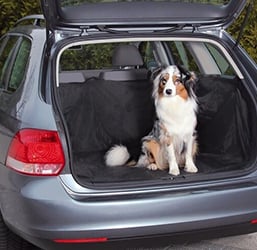 Comment Transporter un Chien en Voiture légalement ? Zoomalia