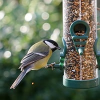 Was ist das beste Futter für Gartenvögel?