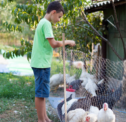 Quel Enclos pour mes Poules ? Conseils d'Experts ZOOMALIA