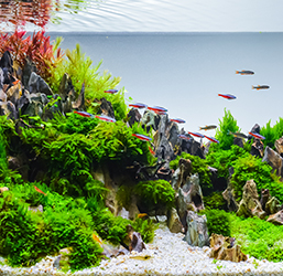 Quels Accessoires pour Aquarium ? Conseils d'experts Zoomalia