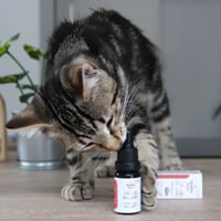 Welches Nahrungsergänzungsmittel für ausgewachsene Katzen, Senioren oder Kätzchen?