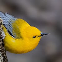 Was ist der beste Snack für Vögel?