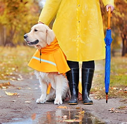 Est-ce qu'un Chien a besoin d'un Manteau ? Conseils ZOOMALIA