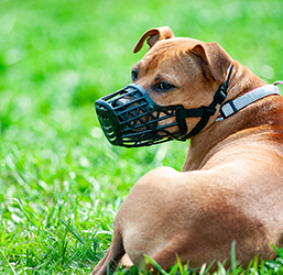 Quelle Muselière pour Chien obligatoire ? Conseils ZOOMALIA