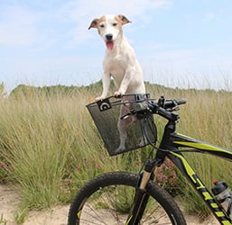 Wie transportiere ich meinen Hund auf dem Fahrrad? Tipps von Zoomalia