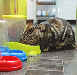 Quel Distributeur de Croquettes pour Chat ? Conseils ZOOMALIA