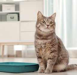 Quelle est la Litière pour Chat la plus saine ? Conseils ZOOMALIA