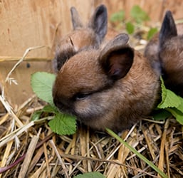 Welches Streu für ein sauberes Kaninchen? Expertenrat von ZOOMALIA