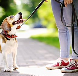 Quelle est la Meilleure Laisse pour un Chien ? Conseils Zoomalia