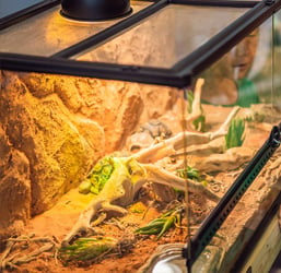 Quel Thermostat pour Terrarium jour et nuit ? Conseils Zoomalia