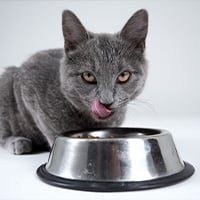 Quelle est l'Alimentation idéale d'un Chat ? Conseils Zoomalia