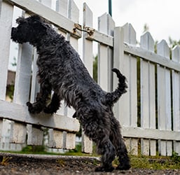 Quelle Clôture électrique pour Chien ? Conseils ZOOMALIA