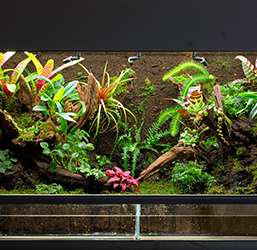 Quel est le Décor pour Terrarium idéal ? Conseils ZOOMALIA