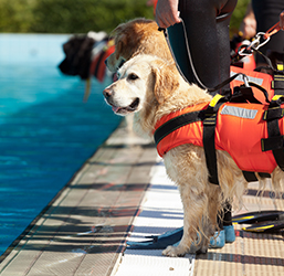 Pourquoi mettre un Gilet de sauvetage pour Chien ? ZOOMALIA