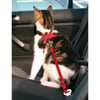 Pettorina/cintura di sicurezza per gatti