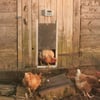Free Chick Sistema automatico di apertura /chiusura di porta pollaio