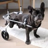 Rollstuhl für Hunde Hinterbeine Zolia Orthopedic
