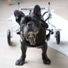 Chariot pour chien handicapé pattes arrières Zolia Orthopedic