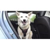 Clix CarSafe harnais de voiture pour chien