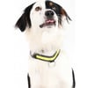 Coleira luminosa para cão amarela a pilhas (incluídas) -  Zolia Mcfly