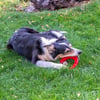Smile Dental Spielzeug in rot für Hunde - verschieden Größen verfügbar