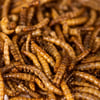 OPTIMUS Friandises MealWorms larvas de farinha para cão