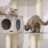 Arbre à chat avec maison de toilette Zolia Melman