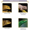 Hikari Reptile CrestGel 60gr - Nutrição em pasta para lagartos