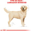 ROYAL CANIN Labrador pour chien de plus de 15 mois