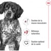 ROYAL CANIN Medium Adult para cão de porte médio