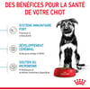 ROYAL CANIN Puppy Maxi voor grote puppy's van 2 tot 15 maanden