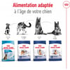 ROYAL CANIN Maxi Adult pour chien de grande taille