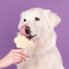 Smoofl Mezcla para helados para perros adultos - Plátano