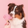 Smoofl Starter Kit Eis für Hunde - Medium