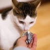 Caja con 9 regalos para gatos Zolia