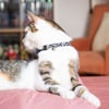 Coleira gato Zigzag Zolia Preto/Branco - 2 tamanhos
