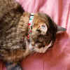 Collare gatto Zigzag Zolia Fenicottero rosa sfondo beige - 2 taglie