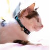 Kattenhalsband Zigzag Zolia Flamant roze op blauwe achtergrond - 2 maten