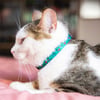 Collare gatto Zigzag Zolia Fenicottero rosa sfondo azzurro - 2 taglie