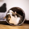 Speeltunnel voor katten Zolia Mancha